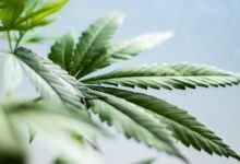 Photo of Die gängigen Cannabispflanzen für die CBD Öl- & co-Produktion